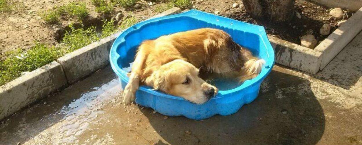 Caldo, cani e gatti<br>
