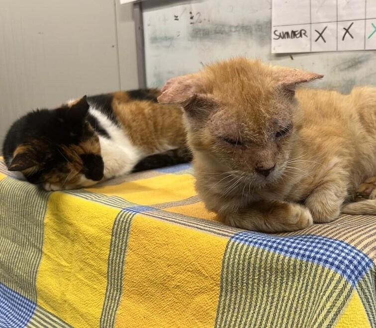 Mirandola, il canile in difficoltà per invasione di gatti: «Serve sterilizzarli» 
