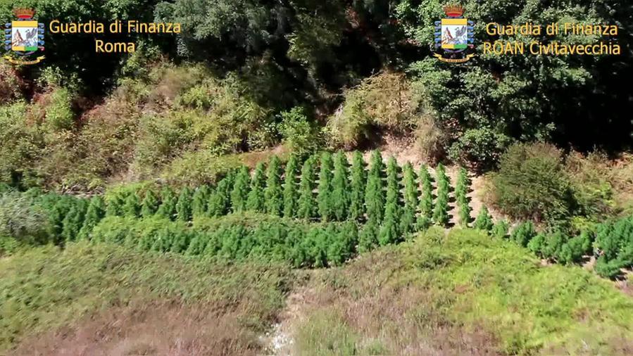 Sardegna isola della marijuana: sequestrate 15 tonnellate