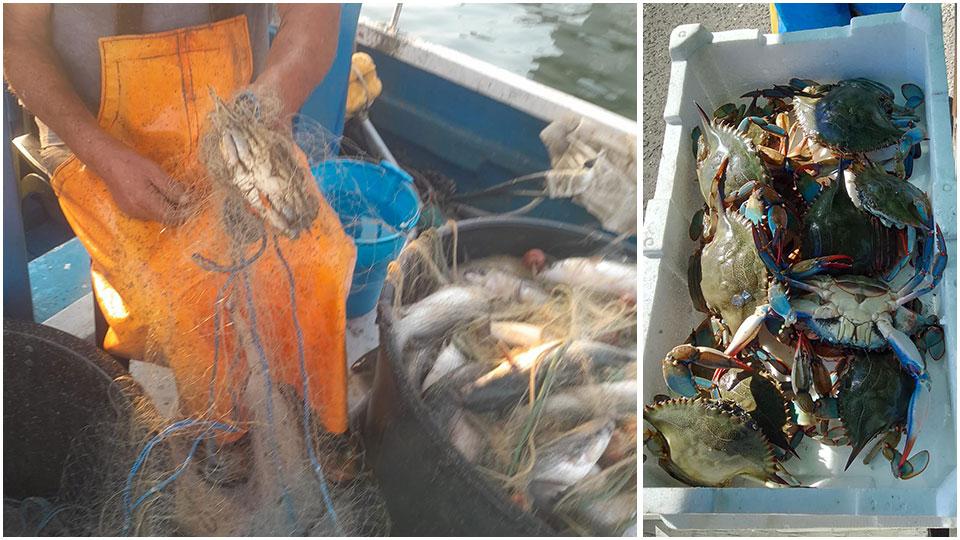 I granchi blu minacciano la pesca tipica versiliese: «Tra poco sarà un’emergenza»