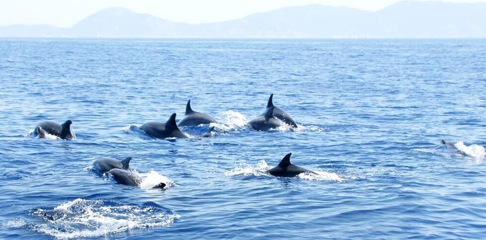Tuffo nel blu con i delfini: a Viareggio il nostro evento dedicato ai cetacei