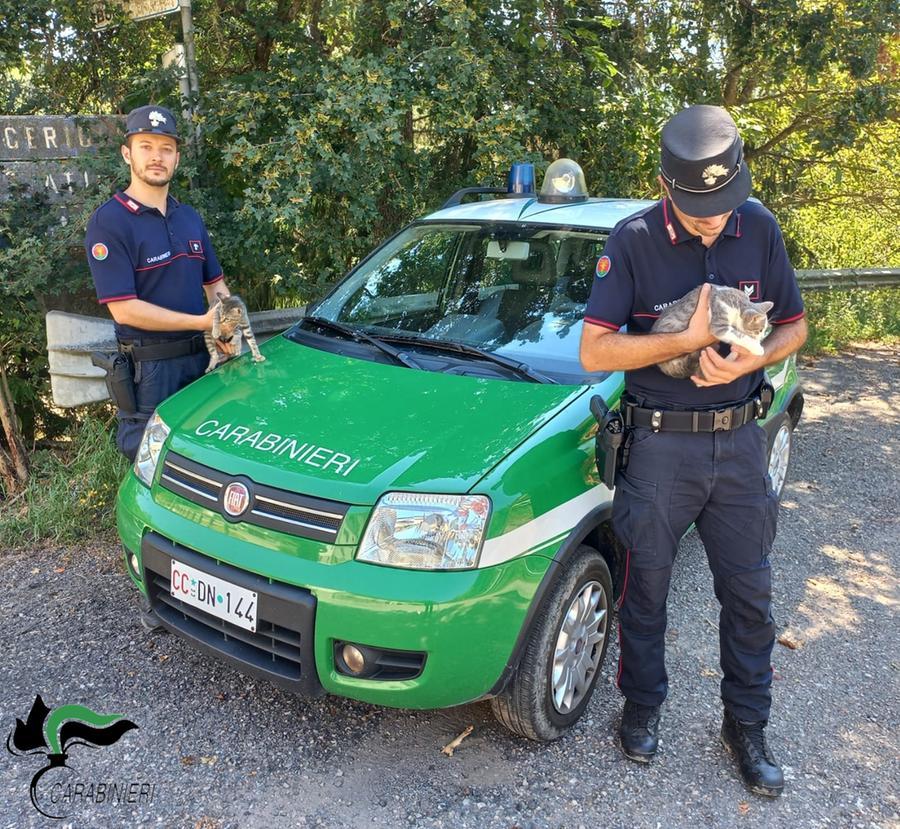 Carpineti, abbandona due gattini: denunciata dalla Forestale