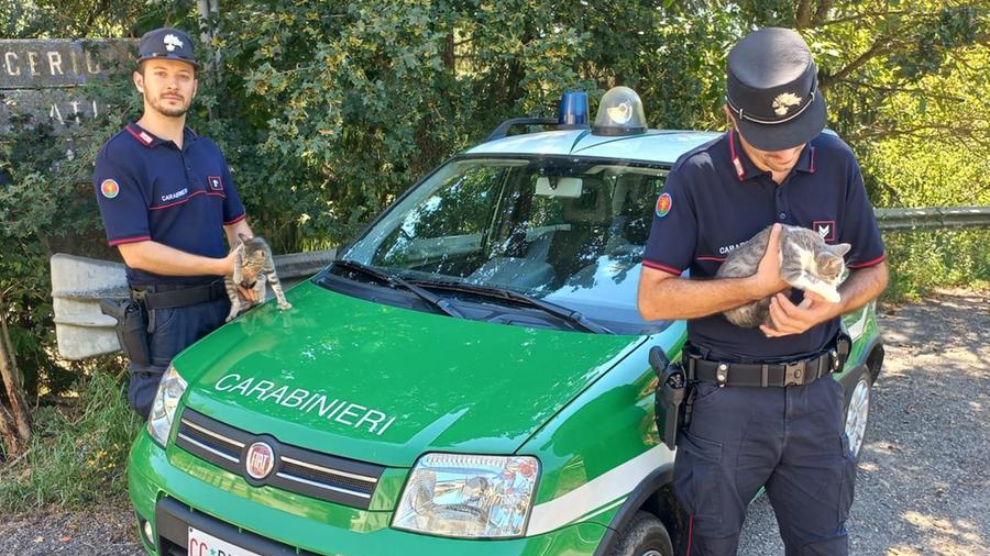 Carpineti, abbandona due gattini: denunciata dalla Forestale
