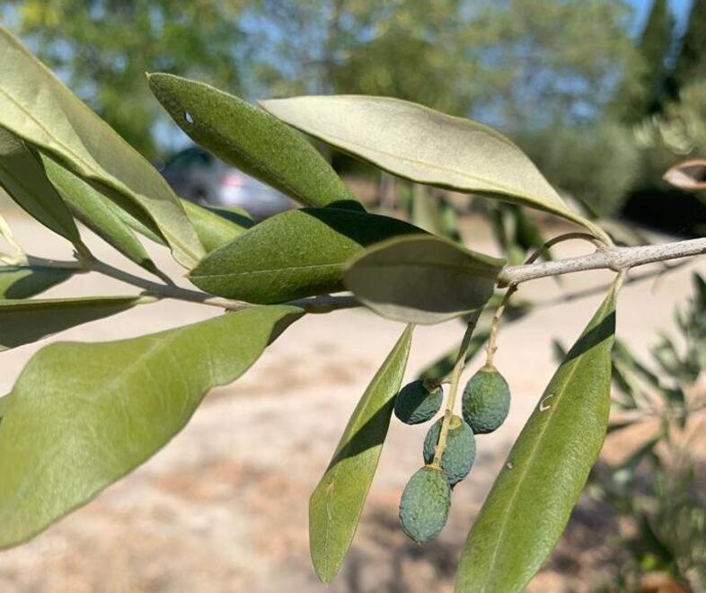 Clima, in Toscana fino al 60% di olive è andato perso tra gelate e temperature torride