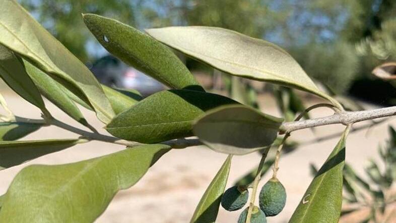Clima, in Toscana fino al 60% di olive è andato perso tra gelate e temperature torride
