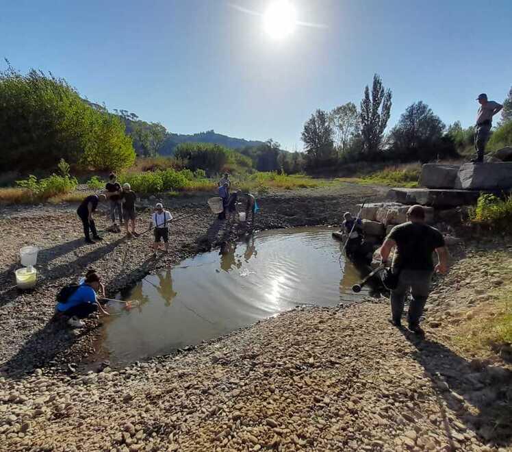 Montelupo, lotta contro il tempo per salvare la fauna ittica nel torrente Pesa