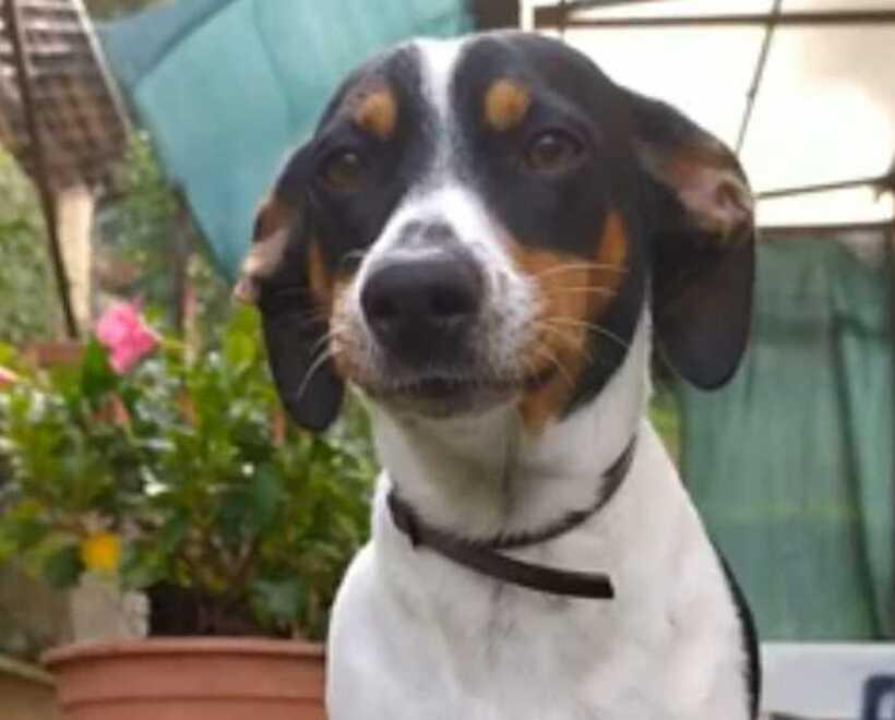 Pietrasanta, la cagnolina Lilly muore avvelenata. Il padrone: «Ero stato minacciato»