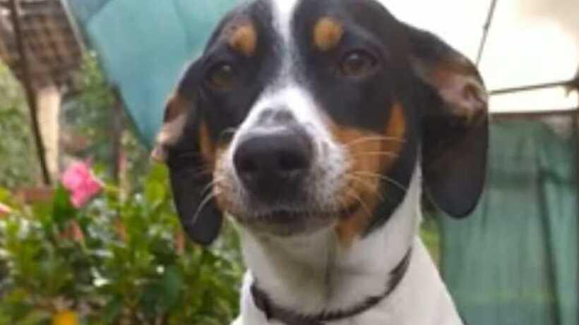 Pietrasanta, la cagnolina Lilly muore avvelenata. Il padrone: «Ero stato minacciato»