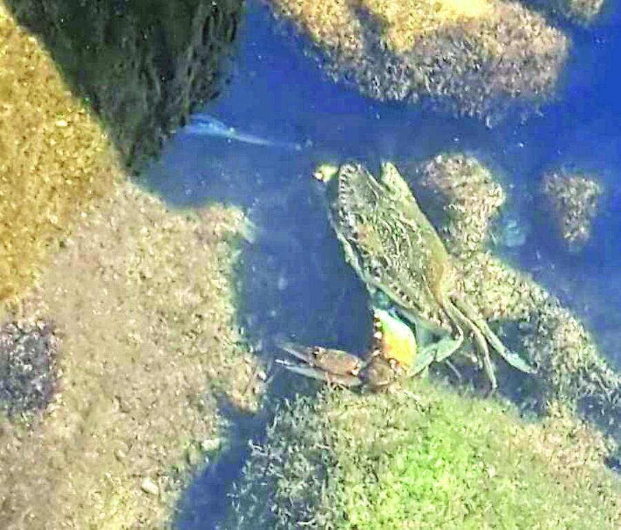 Il granchio blu anche a Marina di Massa: «Distrutte le reti ai pescatori»