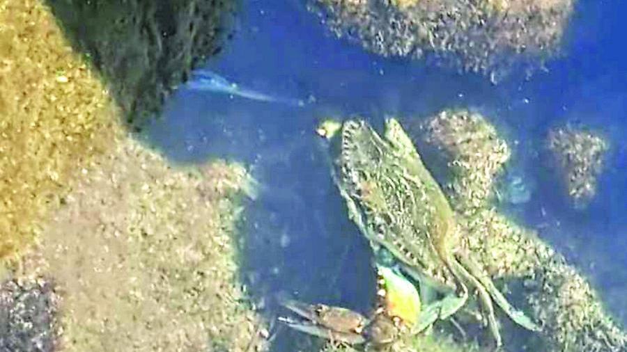 Il granchio blu anche a Marina di Massa: «Distrutte le reti ai pescatori»