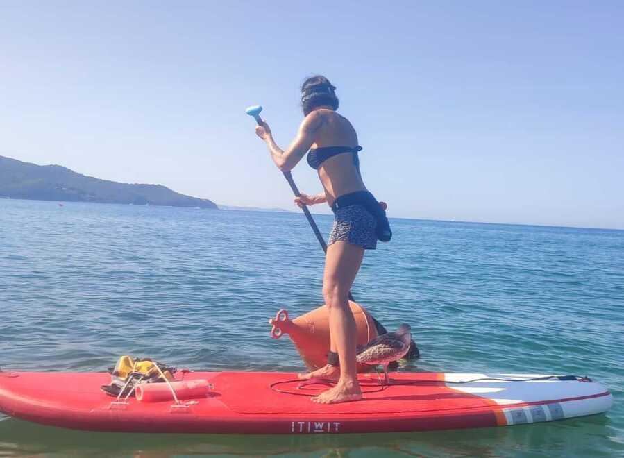 Scarlino, gabbiano ferito si salva a bordo del sup: aveva un’esca conficcata in gola