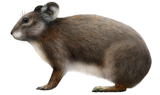 Le analisi del DNA fanno luce sul prolago sardo, specie estinta