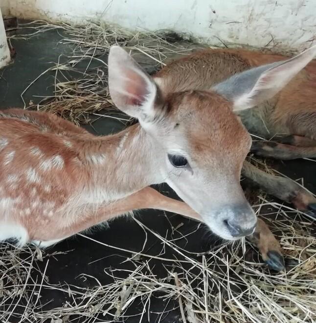 Daini travolti da auto, è ancora allarme ai Lidi
