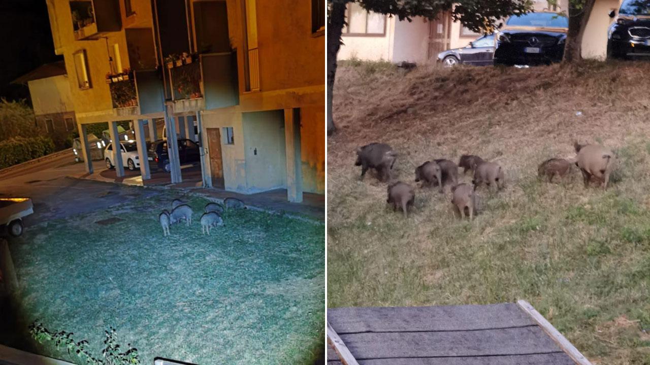 Arcidosso, cinghiali abbattuti con un blitz notturno. E i residenti ringraziano
