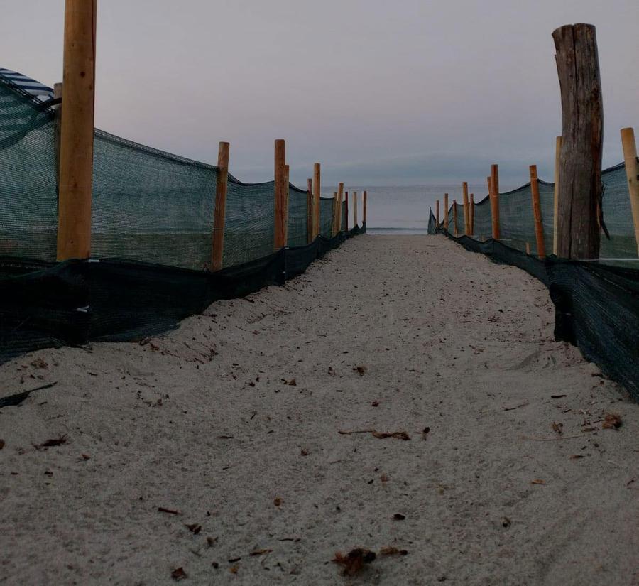 
	Il corridoio realizzato in tutta fretta dal nido fino al mare la mattina di venerd&igrave; dopo che si &egrave; formato il cratere sulla spiaggia in localit&agrave; Il Pino nel Comune di Piombino (foto tartAmare)

