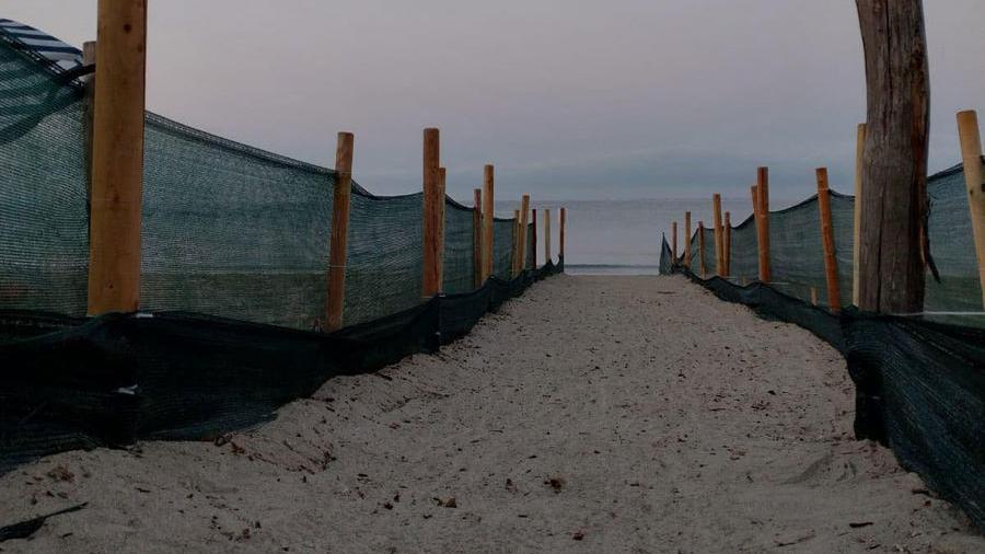 Il corridoio realizzato in tutta fretta dal nido fino al mare la mattina di venerdì dopo che si è formato il cratere sulla spiaggia in località Il Pino nel Comune di Piombino (foto tartAmare)