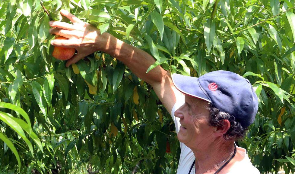 Ferrara, pesche rovinate dalle gelate e dalla grandine