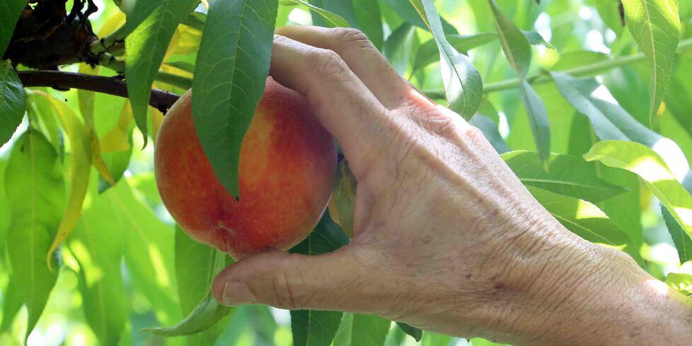 Ferrara. Sempre più furti in campagna