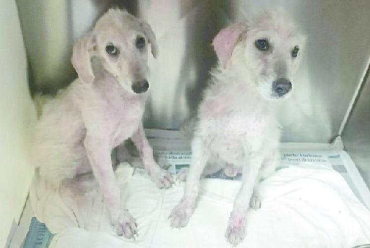 Olbia, la Lida lancia l’allarme: «Cani e gatti, boom di abbandoni»