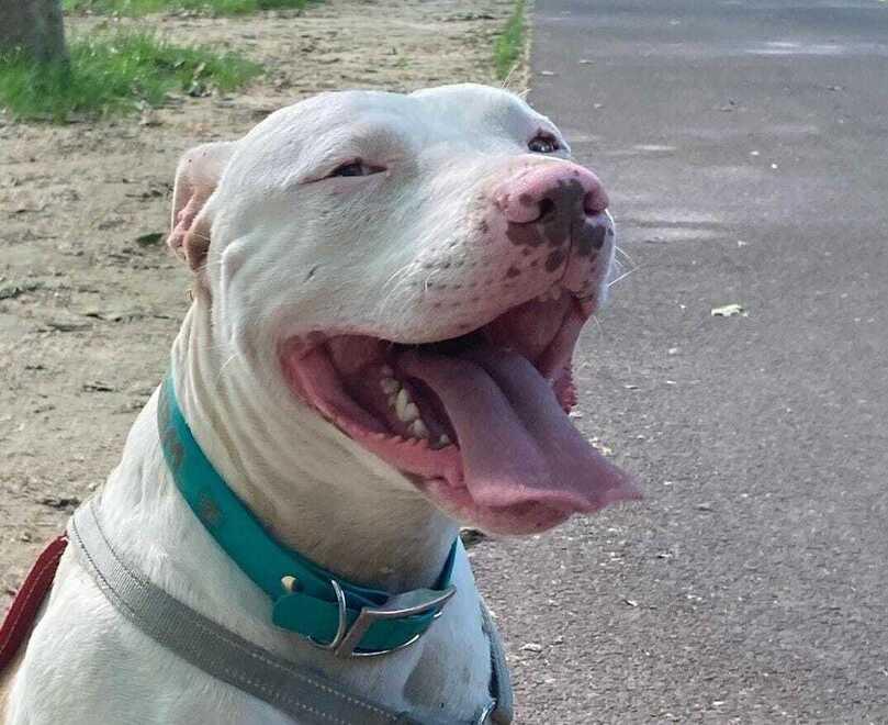 «Formigine, hanno ucciso il cane a bastonate»<br>
