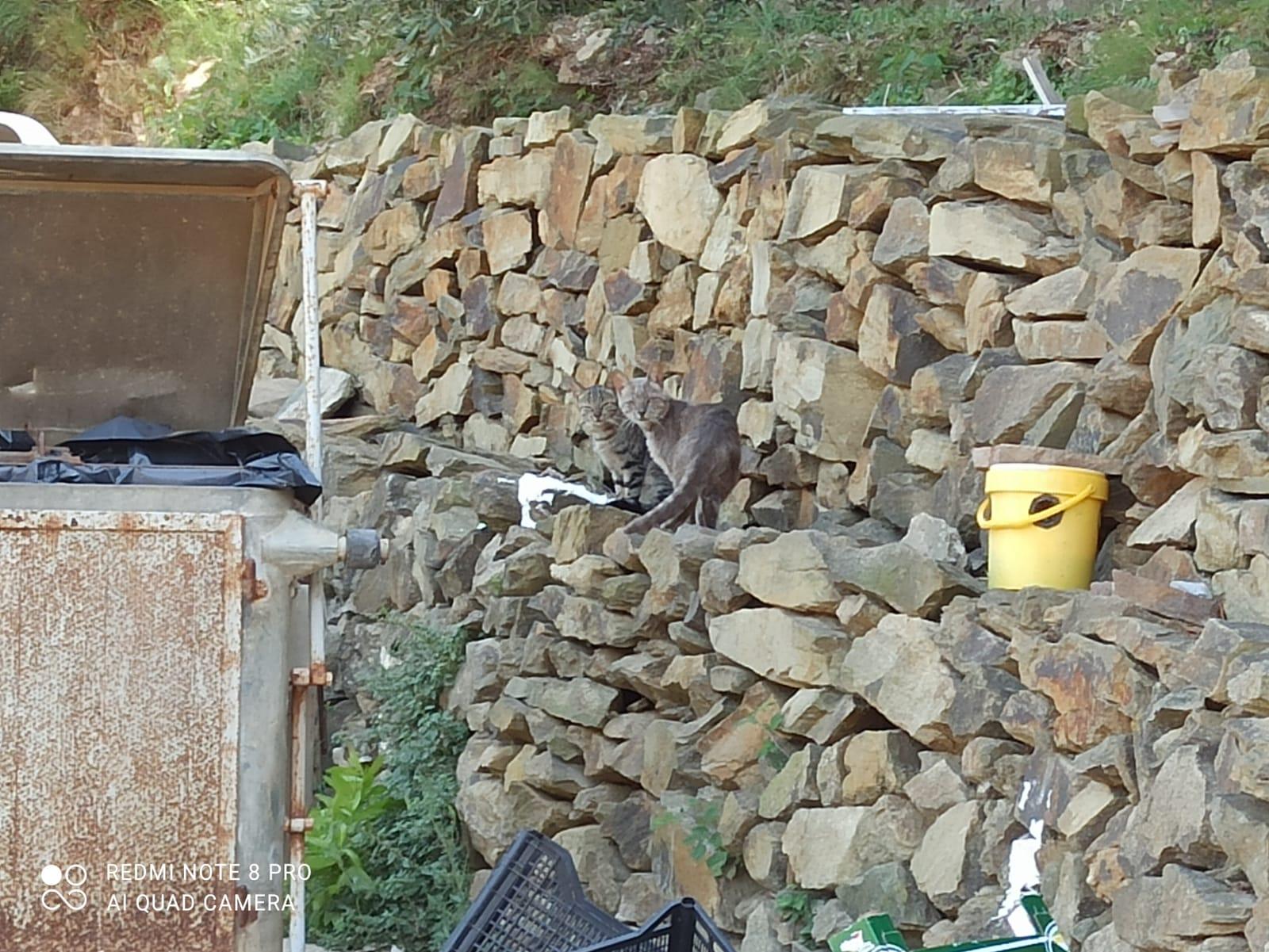 Due gatti randagi sull'isola di Gorgona