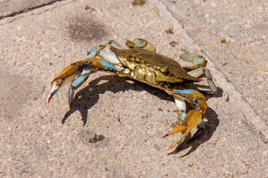 Goro, concessioni di vongole recintate per non far entrare il granchio blu