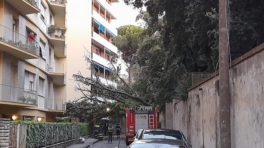 
	L'albero crollato in via della Case rosse

