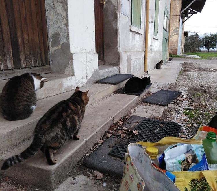 Jolanda di Savoia, Chiara muore a 46 anni: ora c’è l’appello per i suoi gatti