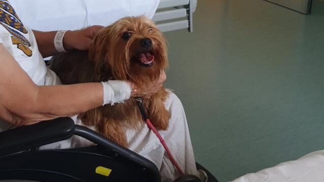 Una signora ricoverata nel reparto di riabilitazione dell’ospedale di Cecina riceve la visita del suo cane
