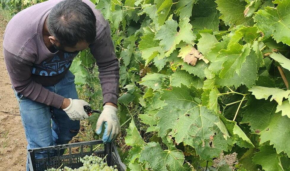Pistoia, produzione in calo di vino: colpa della peronospora