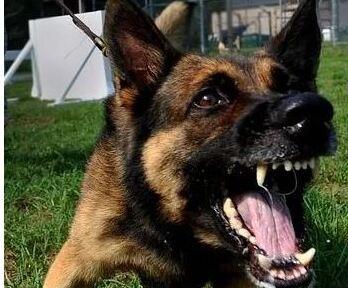 «Quel cane è pericoloso». E viene tolto al suo padrone