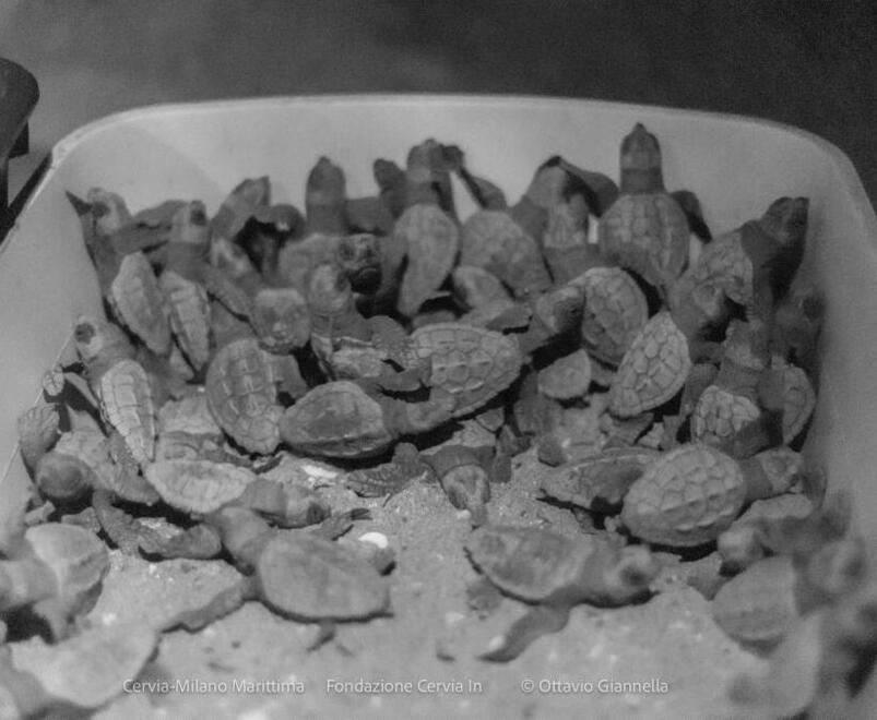 Lido Spina, ottantuno piccole tartarughe hanno raggiunto il mare