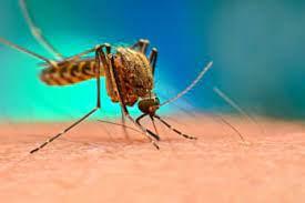 Follonica, un caso di dengue: via alla disinfestazione