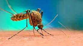 Follonica, un caso di dengue: via alla disinfestazione