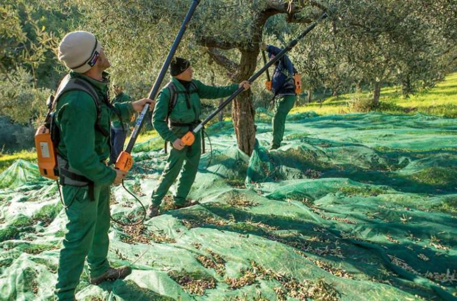 
	In foto un momento della raccolta che ormai &egrave; stata anticipata ai primi di ottobre

