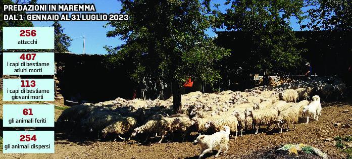 Sos predazioni a Grosseto, proposta di legge per indennizzi rapidi e adeguati
