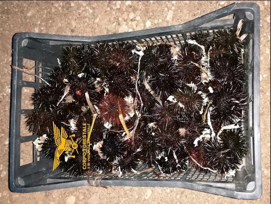 Nella rete oltre 100 ricci ma i Forestali lo scoprono: multato pescatore di Villa San Pietro