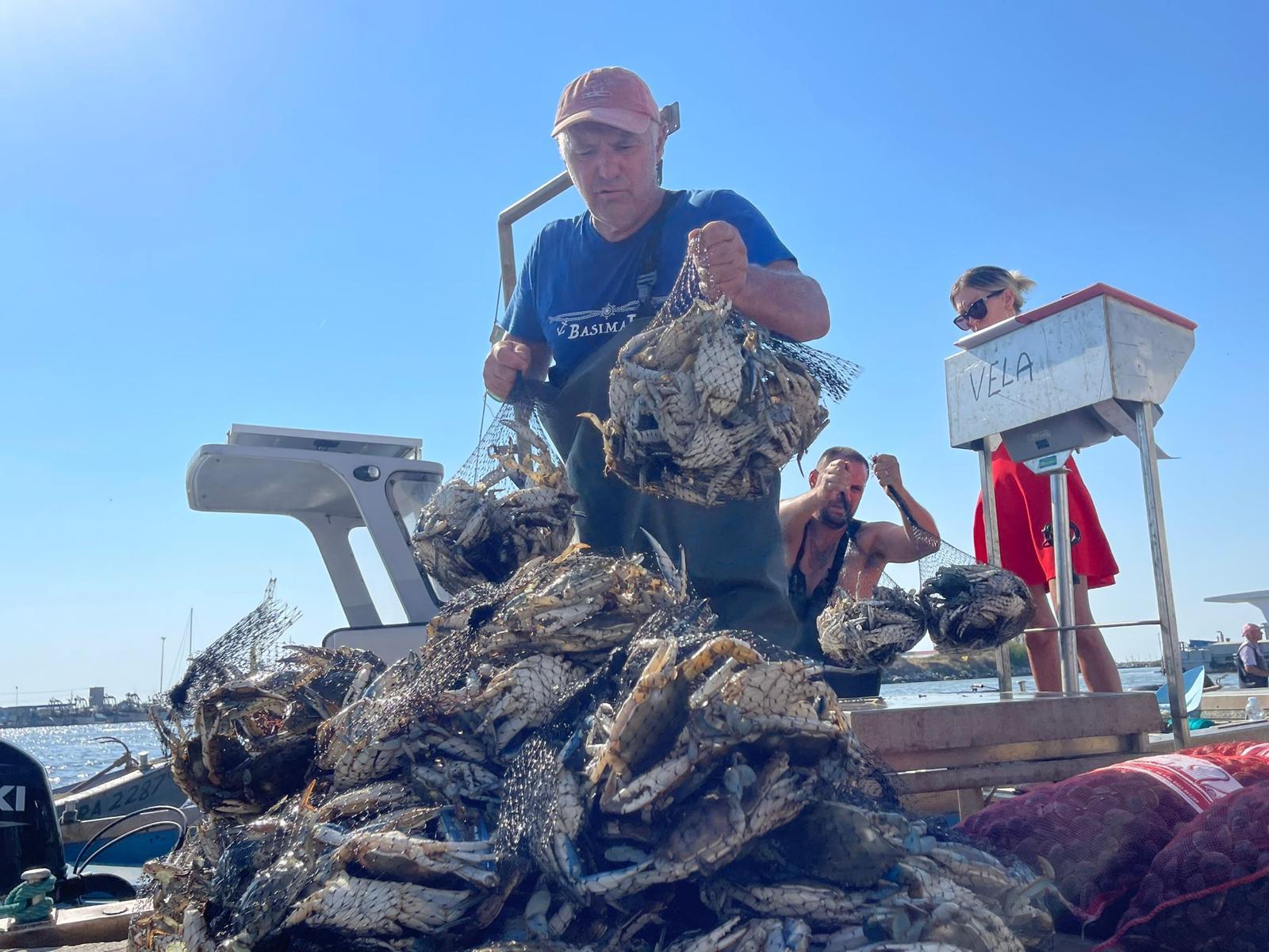 Granchio blu, ristori di Stato in Emilia e Veneto: Orbetello rimane a bocca asciutta