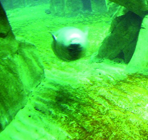 Il sub Paolo Insolera: «La foca monaca si può reintrodurre nel nostro mare»