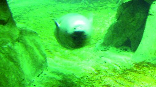 Il sub Paolo Insolera: «La foca monaca si può reintrodurre nel nostro mare»