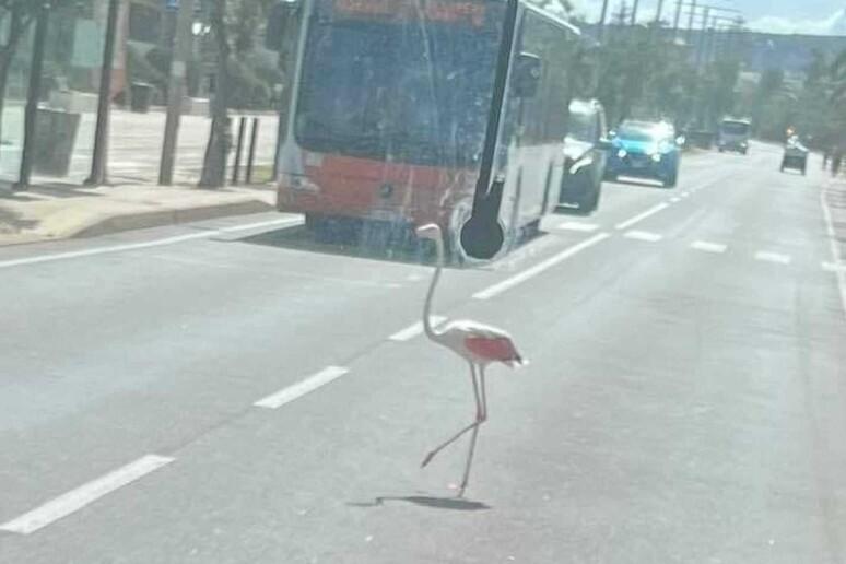 Fenicottero rosa attraversa la strada al Poetto, il traffico si ferma: la foto fa il giro del web