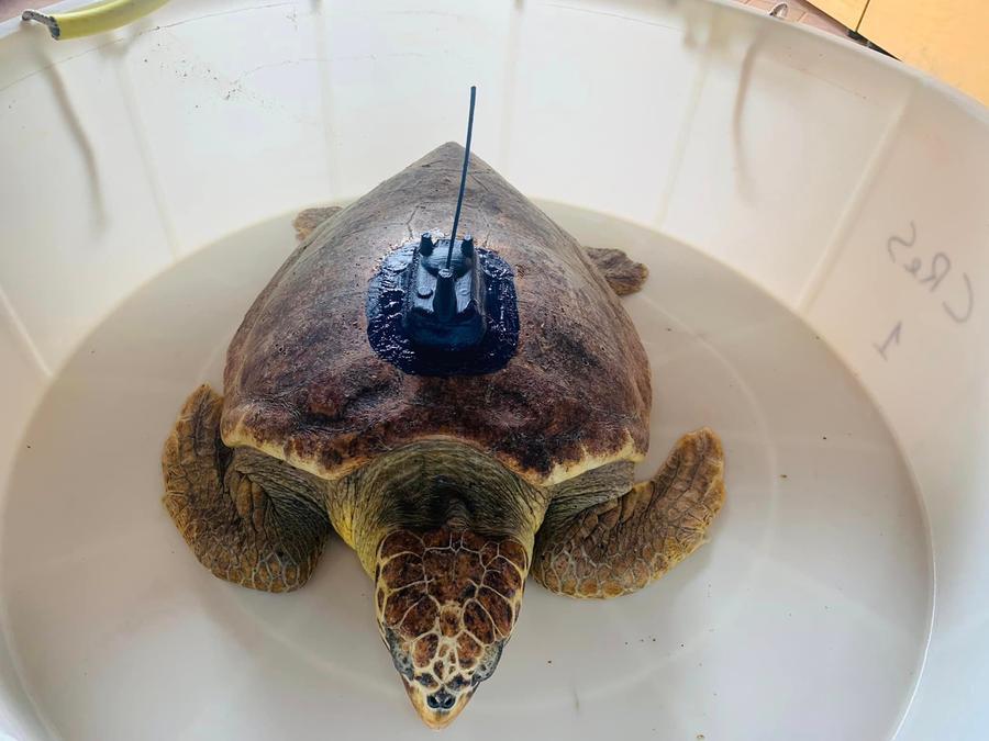 La tartaruga caretta caretta Graziella con il dispositivo sul carapace