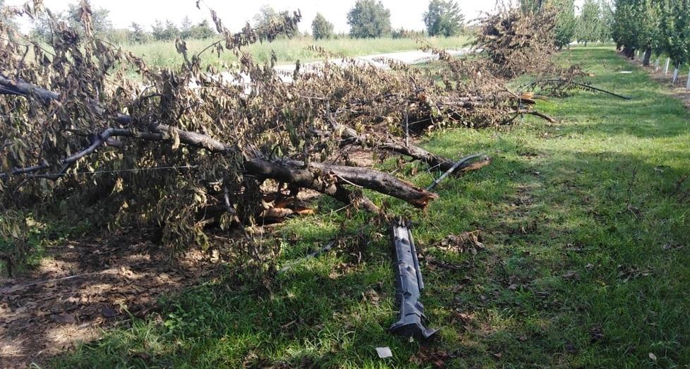 Spilamberto, l'auto fa strike di alberi: «Andava a folle velocità Ne ha divelti sette»<br>
