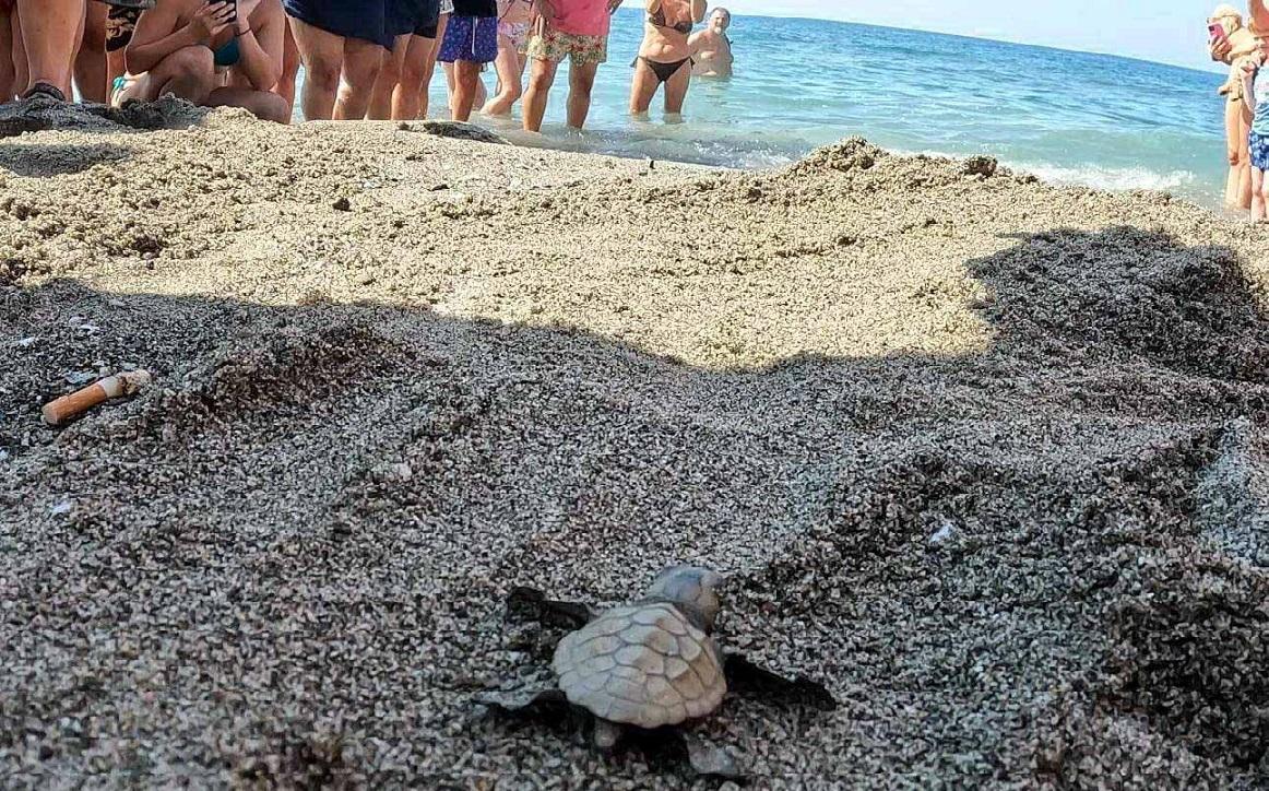 A Eliopoli l’incontro di TirrenoBlu&nbsp;per sapere tutto su questi animali<br type="_moz" />
