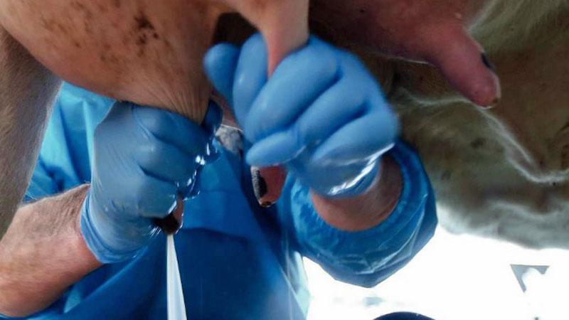 Latte, l’allarme dalla Maremma: «Costa di più, ma agli allevatori viene pagato sempre meno»