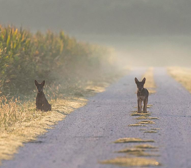 Ecco i cuccioli di lupo, sono almeno cinque i nuovi nati nell'Argentano