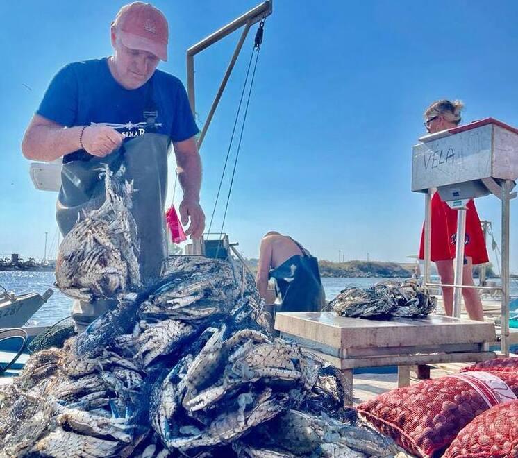 Comacchio, il granchio blu banchetta ad anguille. Ma ora deve imparare a difendersi