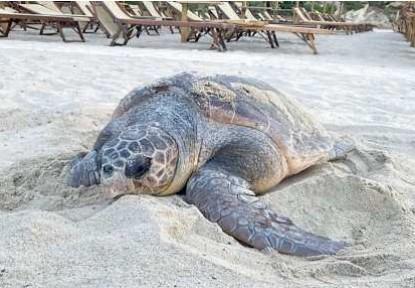
	Mamma tartaruga quando fu avvistata al suo arrivo sulla spiaggia di&nbsp;Fetovaia

