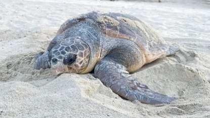 Mamma tartaruga quando fu avvistata al suo arrivo sulla spiaggia di Fetovaia