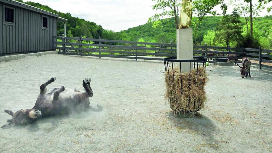 Gli asini sardi al Magazzino Italian Art. Foto di Alexa Hoyer per concessione di Magazzino Italian Art
